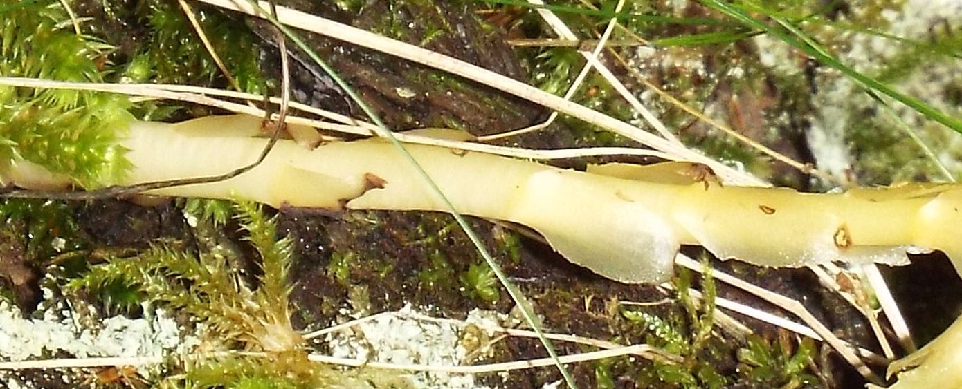 E'' un'' Orobanche?  No, Monotropa cfr. hypopitys (Ericaceae)