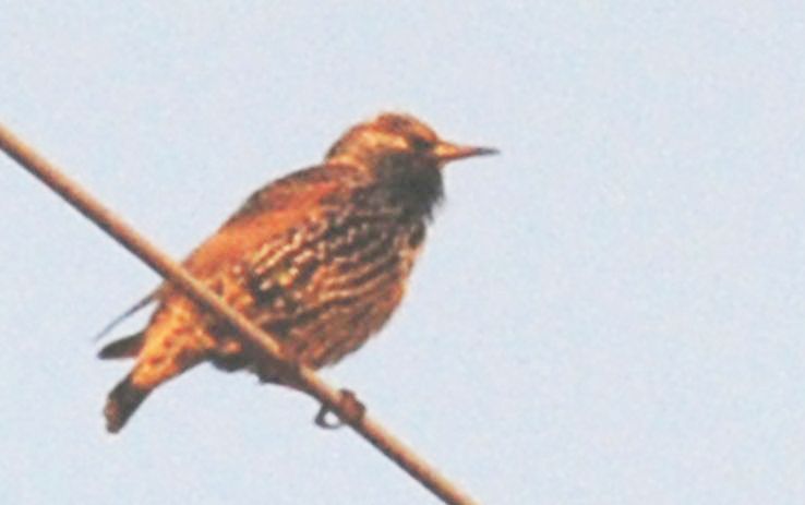 Aiuto ID:  Storno (Sturnus vulgaris)