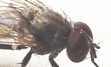 Fannia canicularis (Fanniidae), maschio