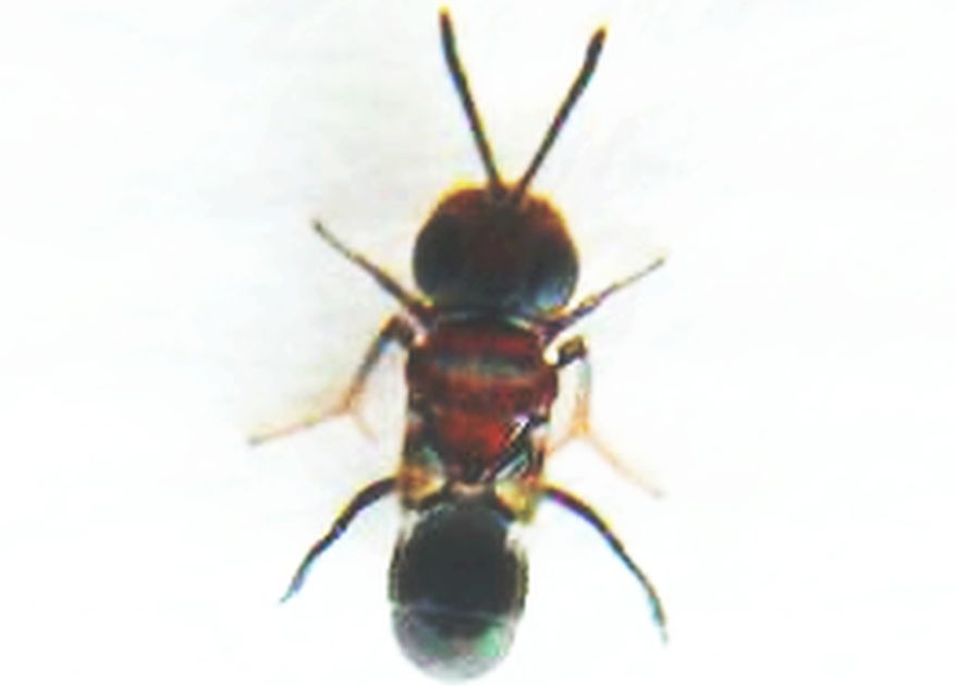 Minuscolo imenotterino:  fam. Encyrtidae