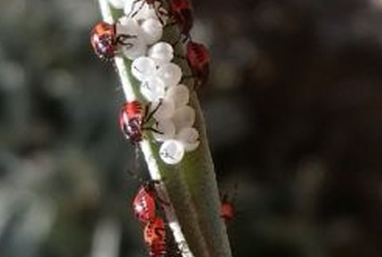Insetti sulla lavanda: neanidi di Halyomorpha halys (Pentatomidae)