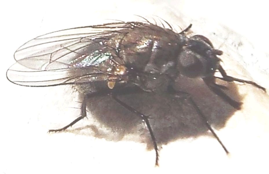 Anthomyiidae: cfr. Pegoplata sp., femmina