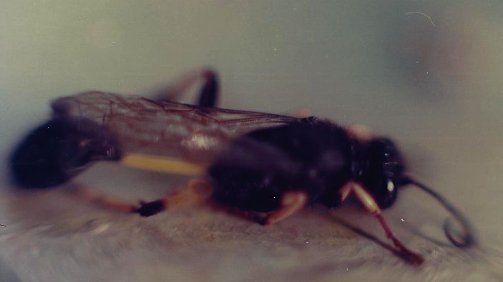 Sphecidae: Sceliphron caementarium