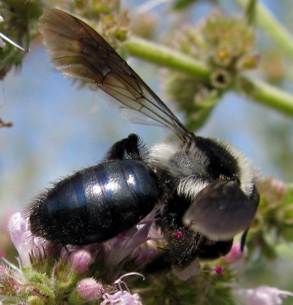 Andrena cineraria (Apidae Andreninae)