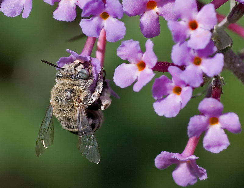 Apidae Anthophorinae: Amegilla sp.