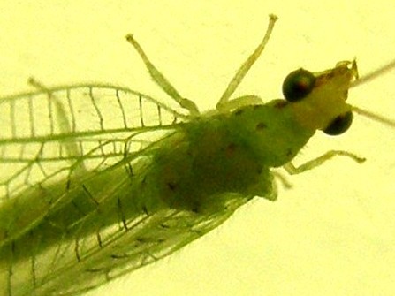 Chrysopidae: Pseudomallada sp.