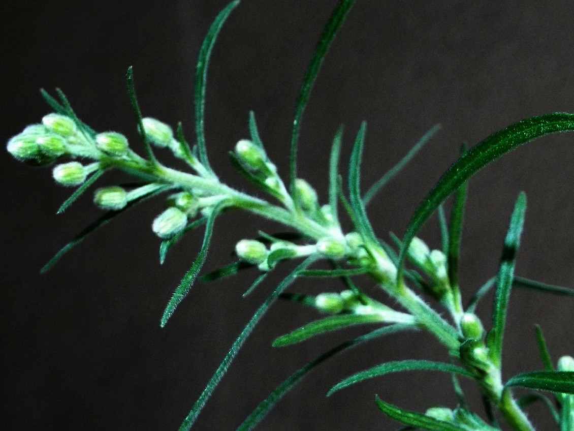 Erigeron canadensis? No, Erigeron sumatrensis (Asteraceae)