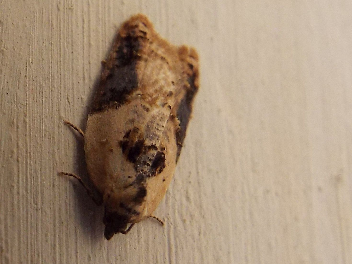 Strana falena da identificare - Acleris variegana