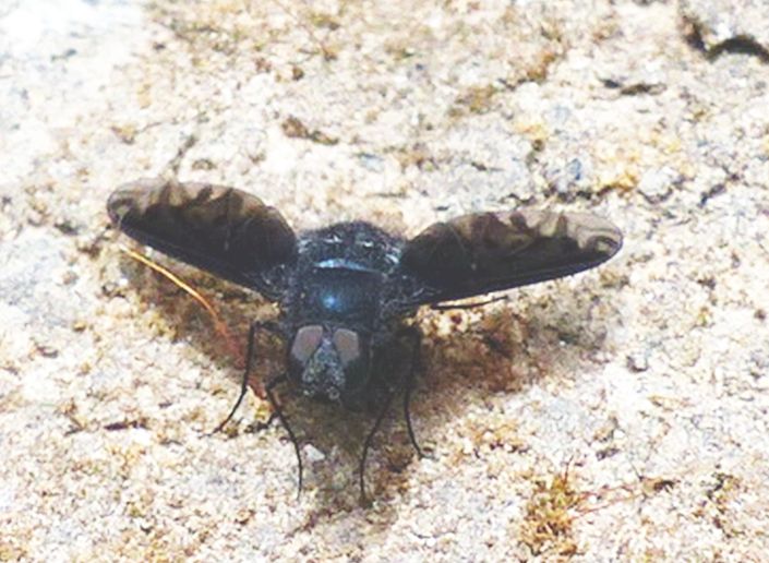 Bombyliidae ?    S:  Anthrax cfr. anthrax