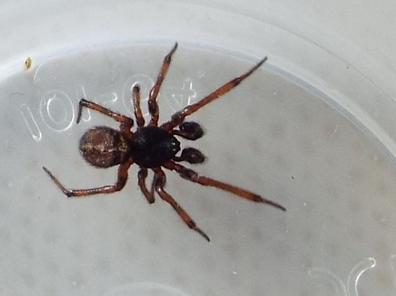 Steatoda bipunctata - Vigo di Fassa (TN)