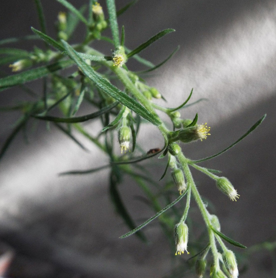 Erigeron canadensis? No, Erigeron sumatrensis (Asteraceae)