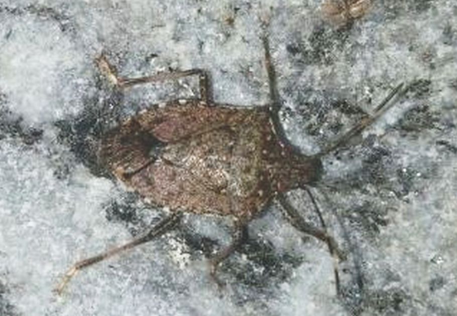 Pentatomidae: Halyomorpha halys - NUOVA PER L''ITALIA