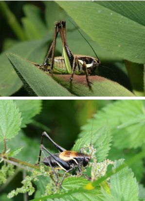 Eupholidoptera sp. (cfr.)  (Tettigoniidae)