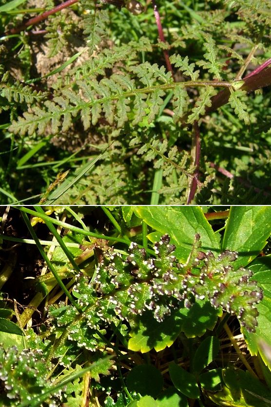 Pedicularis cfr. rostratocapitata (Lamiales - Orobanchaceae)