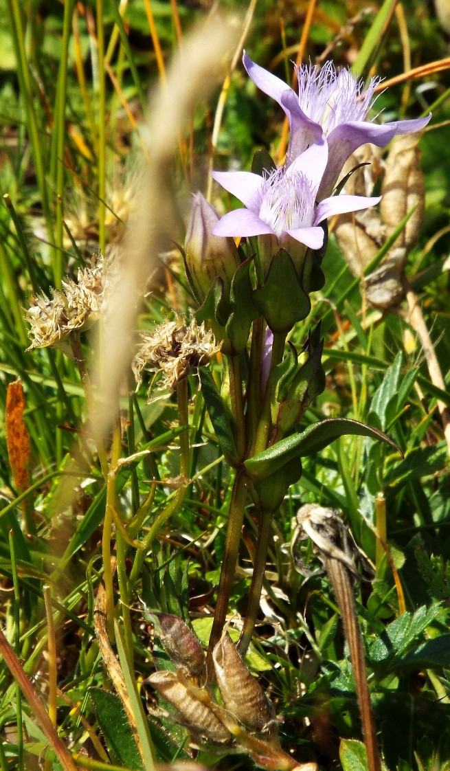Gentianella cfr. germanica