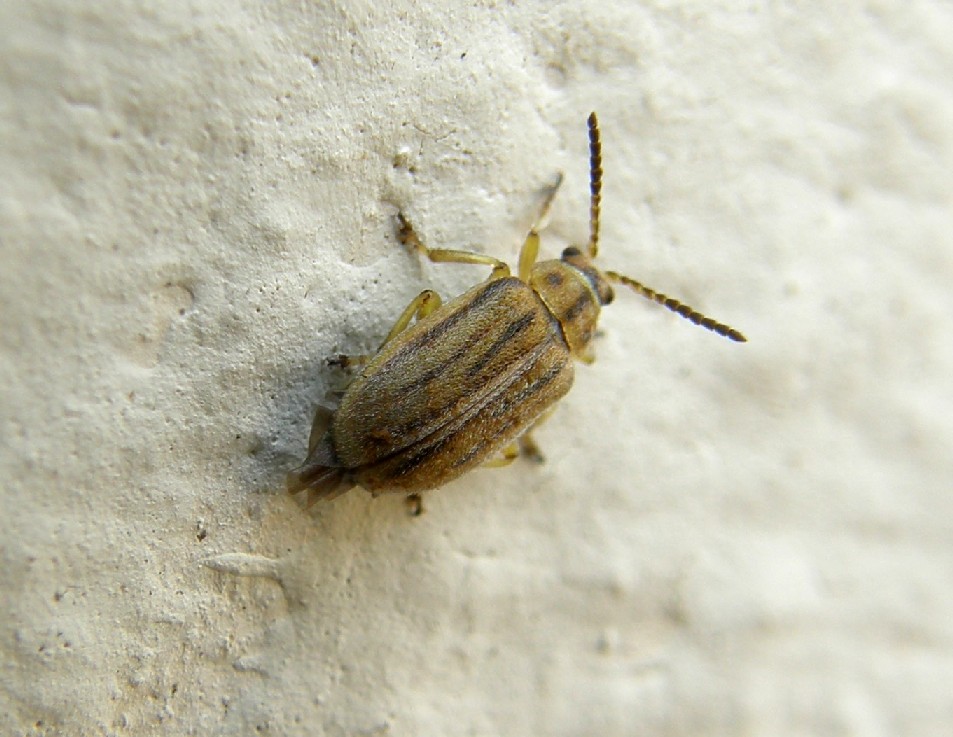 Ophraella communa (Chrysomelidae)