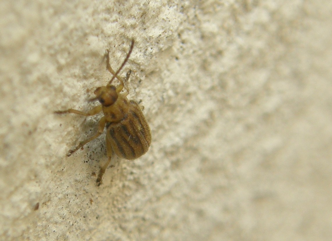 Ophraella communa (Chrysomelidae)