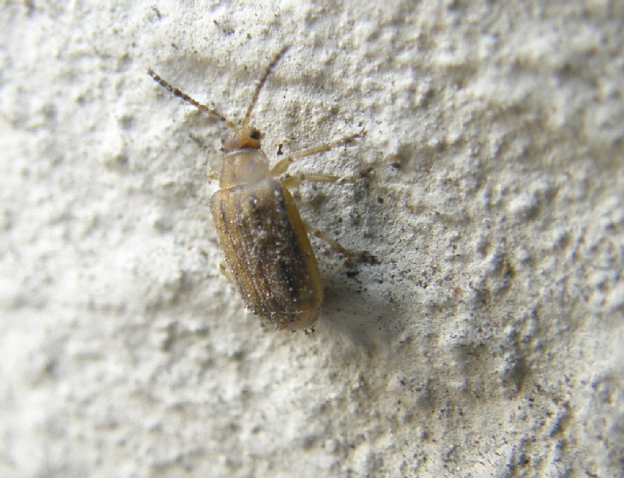 Ophraella communa (Chrysomelidae)