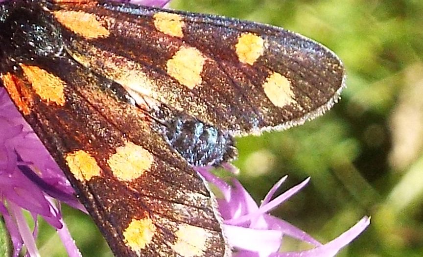 Zygaenidae da identificare:  Zygaena transalpina