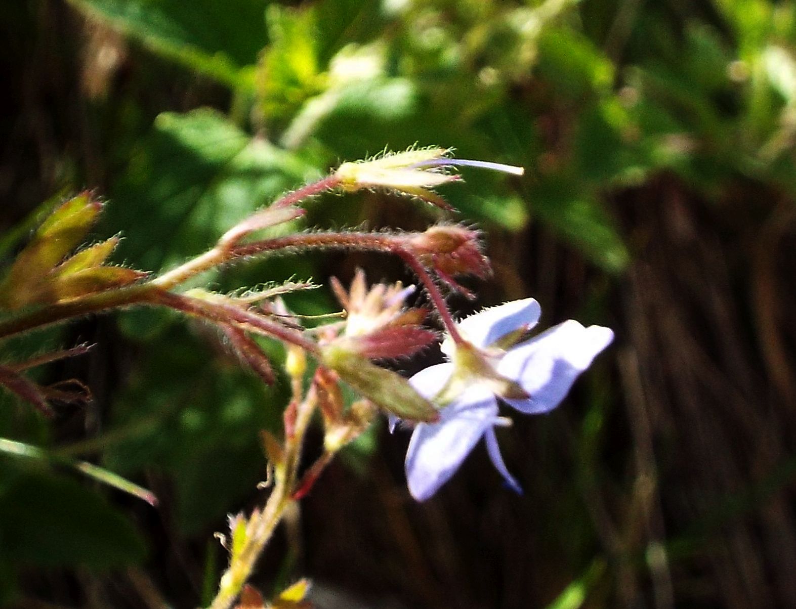 Veronica chamaedrys  (Lamiales - Plantaginaceae)