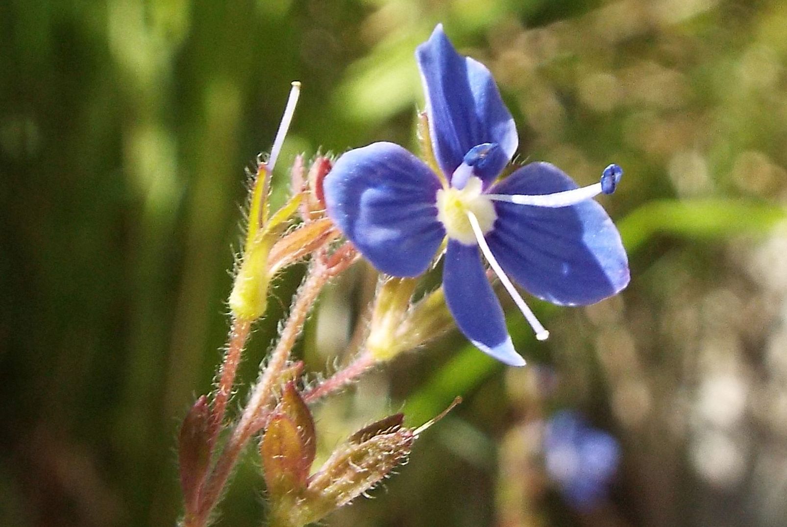 Veronica chamaedrys  (Lamiales - Plantaginaceae)