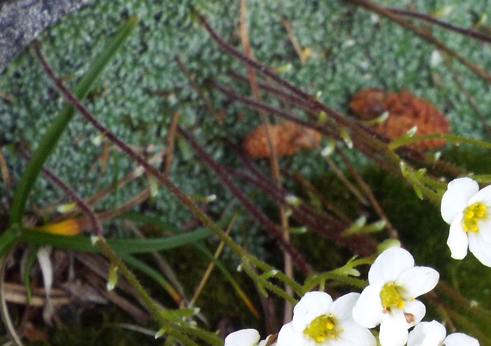 Saxifraga sp. (S. squarrosa opp. S. caesia)