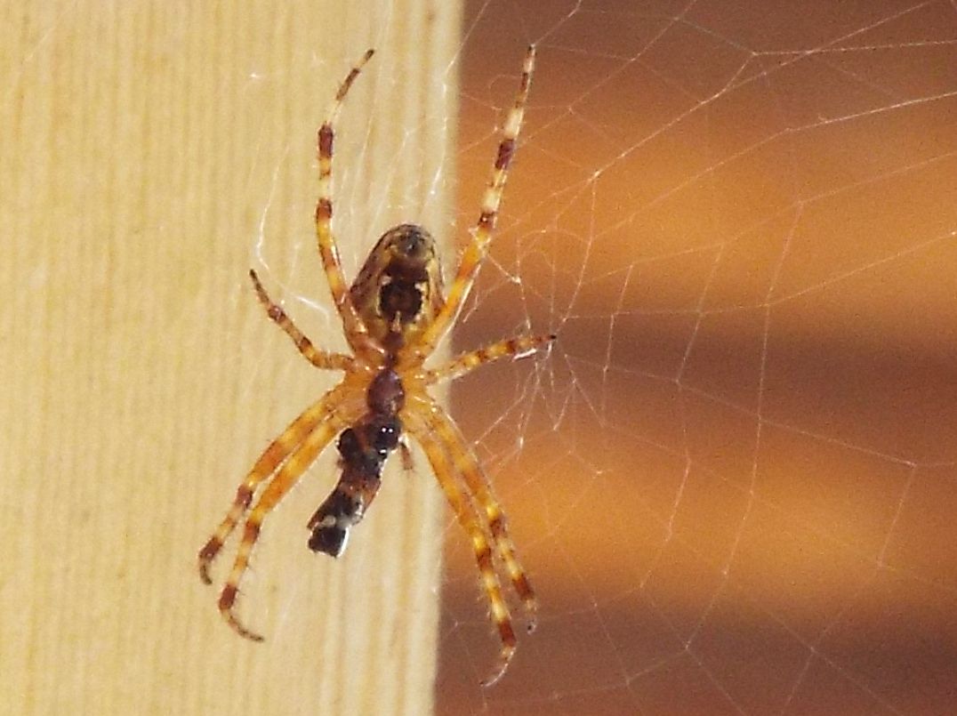 Araneus diadematus - Rifugio Gardeccia (Pera di Fassa - TN)