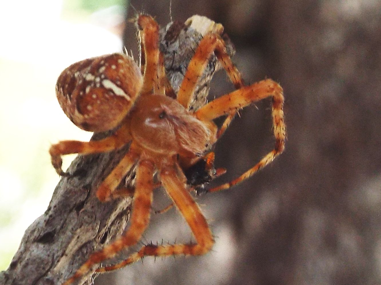 Araneus diadematus - Rifugio Gardeccia (Pera di Fassa - TN)