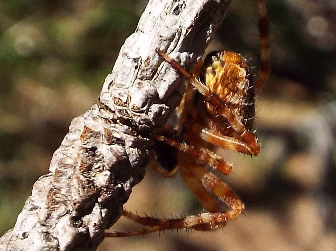 Araneus diadematus - Rifugio Gardeccia (Pera di Fassa - TN)