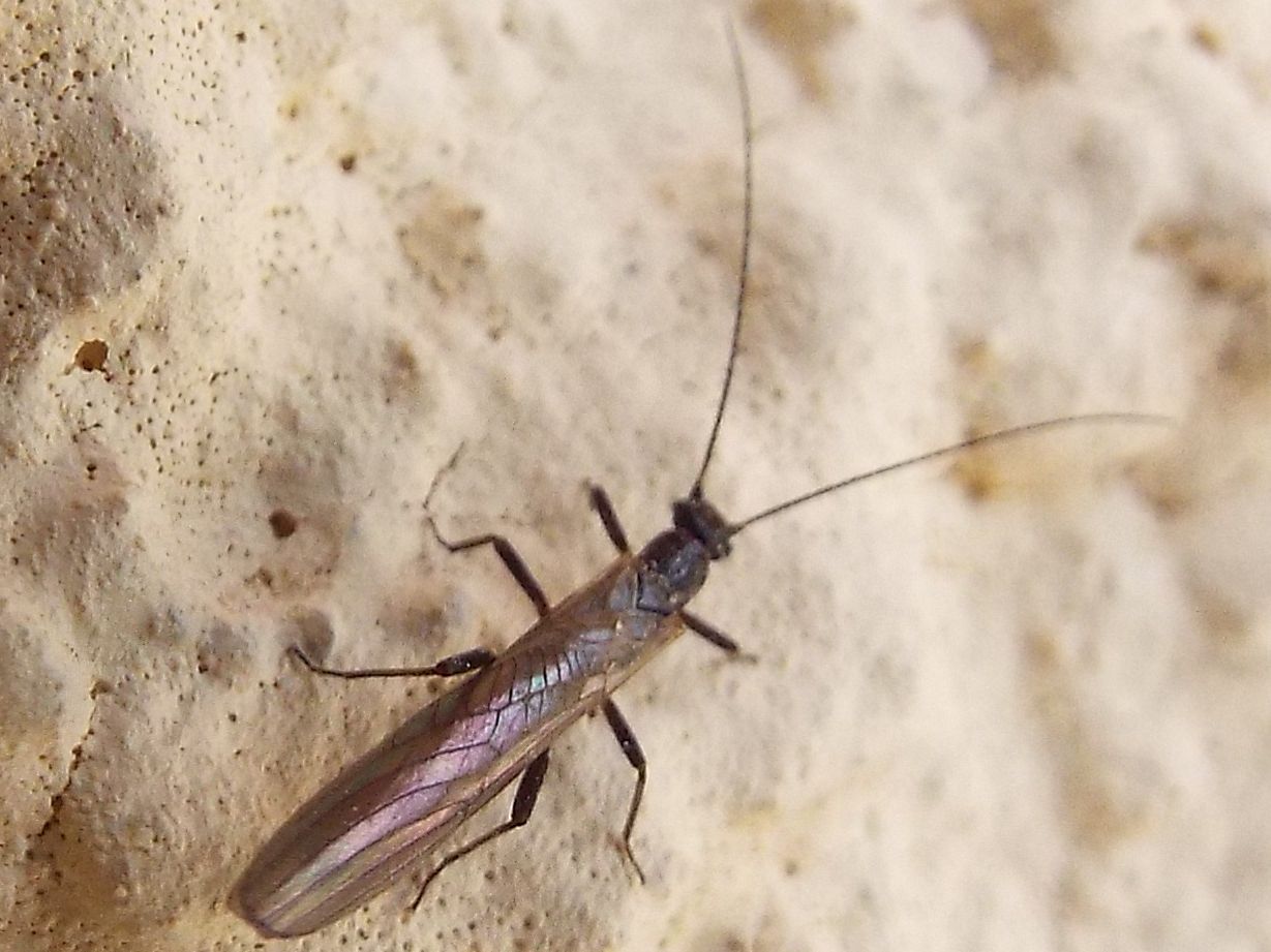 Leuctridae: Leuctra sp.