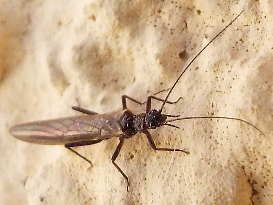 Leuctridae: Leuctra sp.