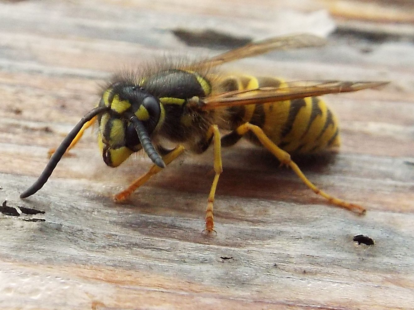 Vespula  vulgaris e Apis mellifera