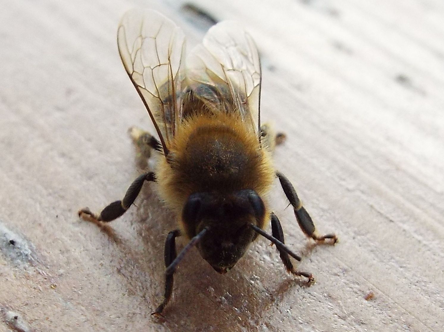 Vespula  vulgaris e Apis mellifera