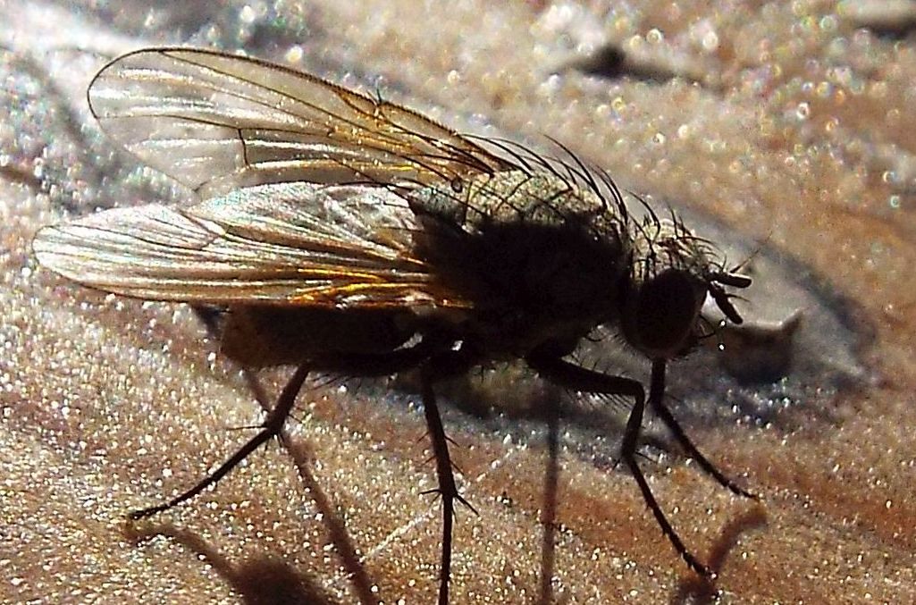 Un altro Anthomyiidae?  Forse....