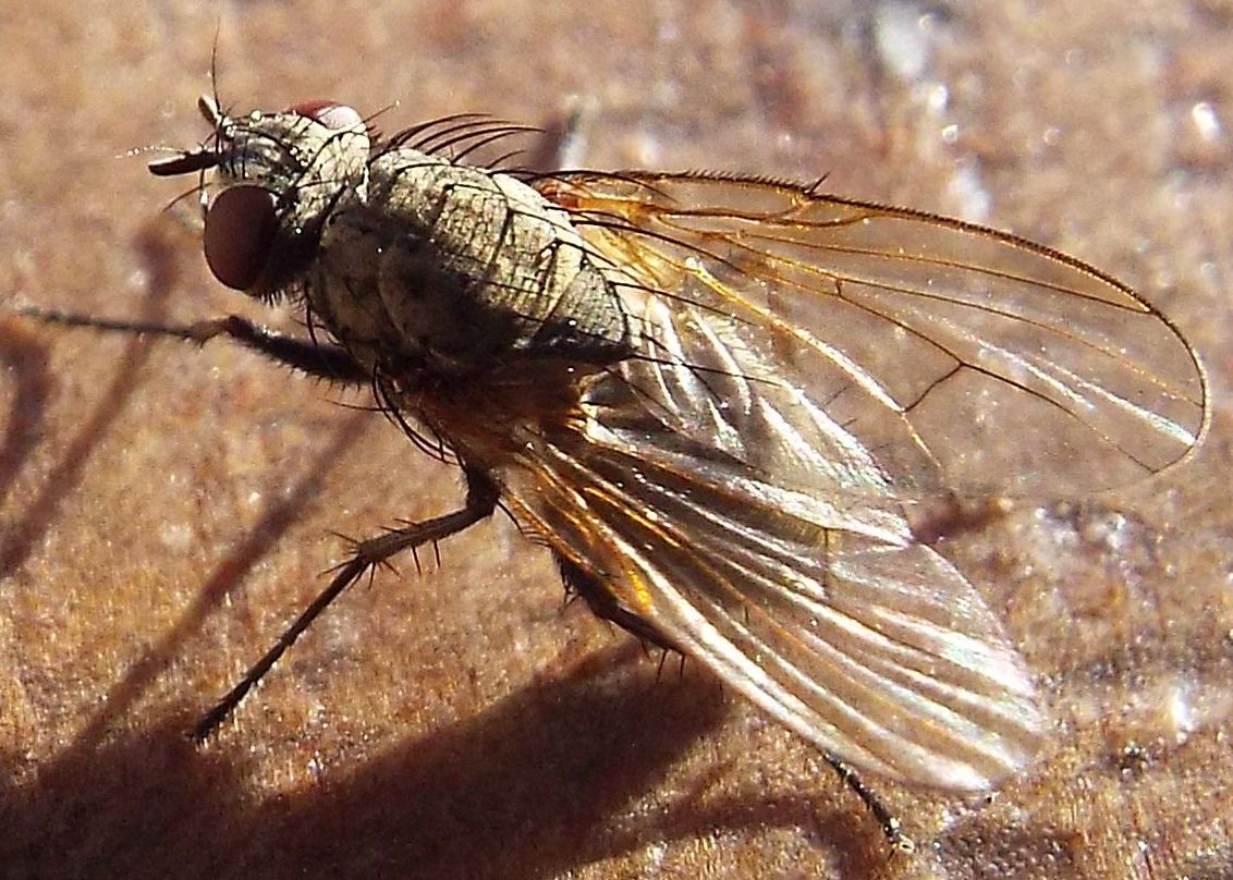 Un altro Anthomyiidae?  Forse....