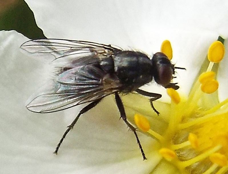 Muscidae: Morellia sp.