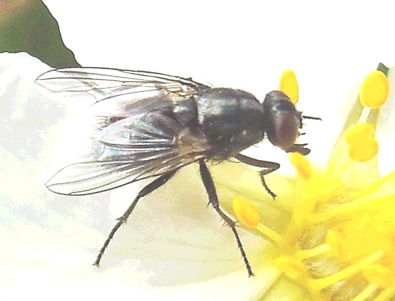 Muscidae: Morellia sp.