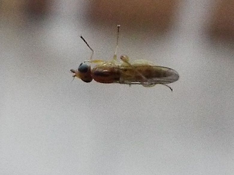 Chloropidae: Meromyza sp., femmina