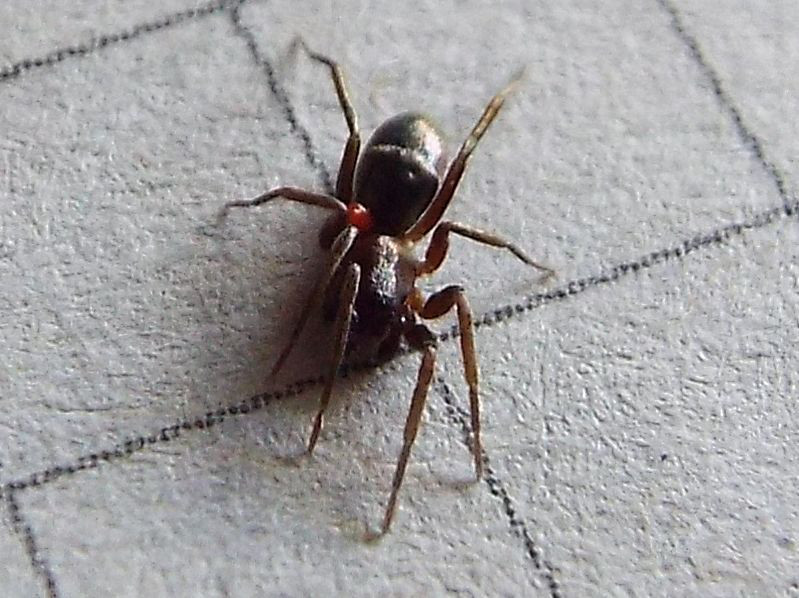 Gnaphosidae: cfr. Arboricaria subopaca  - Vigo di Fassa (TN)