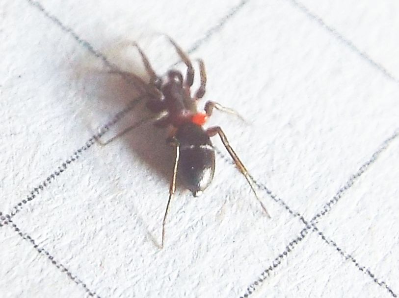 Gnaphosidae: cfr. Arboricaria subopaca  - Vigo di Fassa (TN)