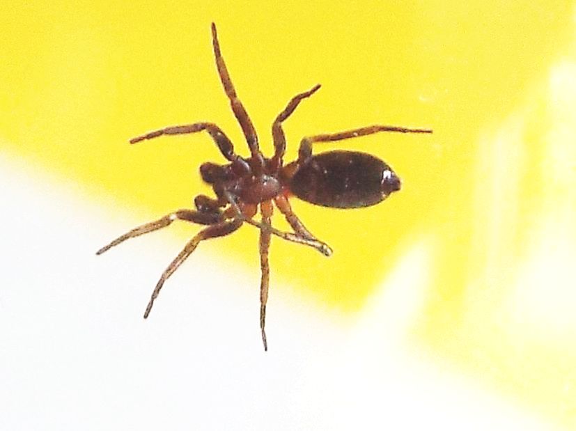 Gnaphosidae: cfr. Arboricaria subopaca  - Vigo di Fassa (TN)