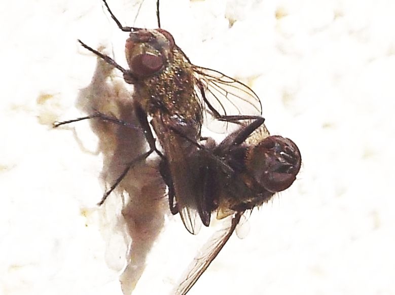 Pollenia sp. (Calliphoridae)