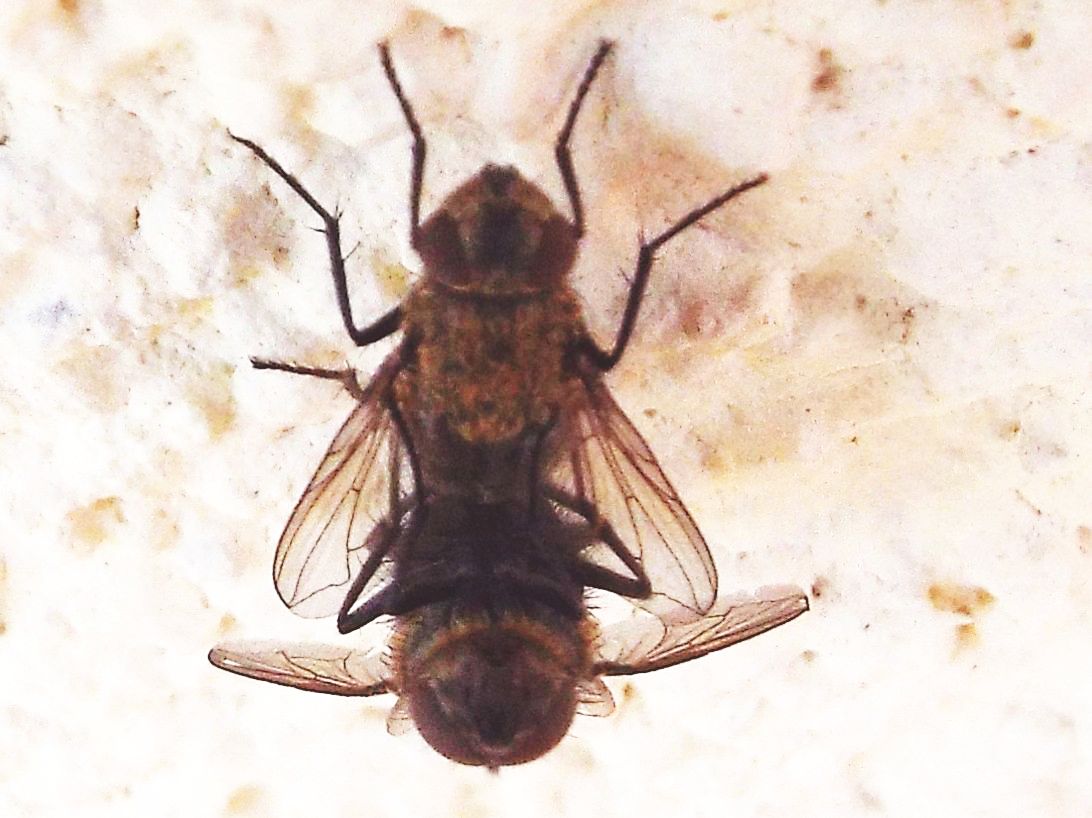 Pollenia sp. (Calliphoridae)