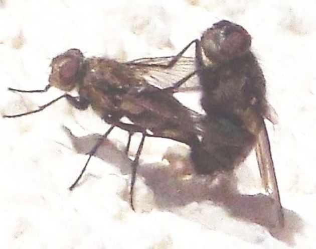 Pollenia sp. (Calliphoridae)