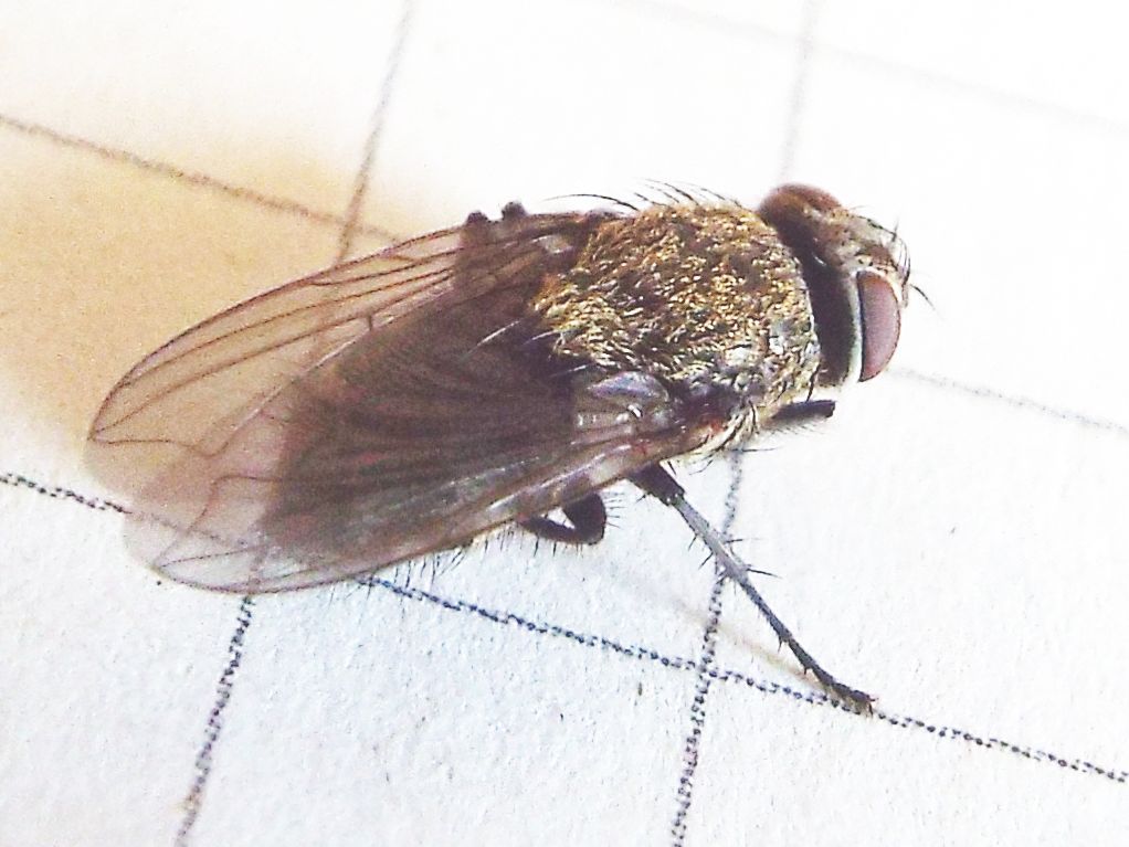 Pollenia sp. (Calliphoridae)