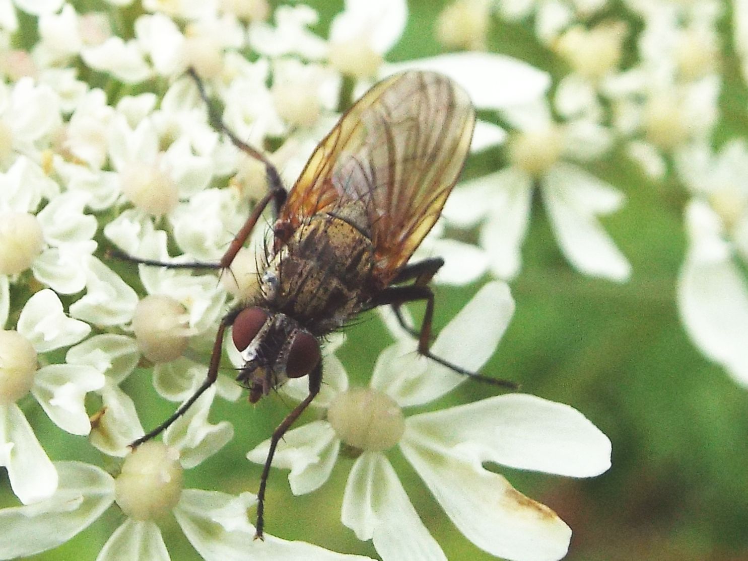 Hydrophoria lancifer (Anthomyiidae)