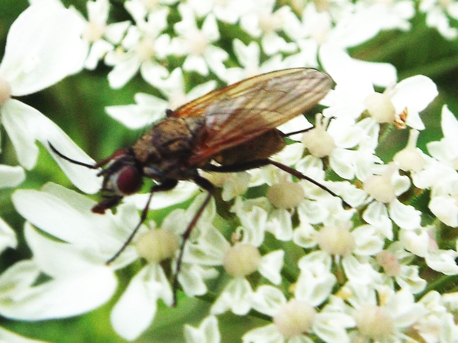 Hydrophoria lancifer (Anthomyiidae)