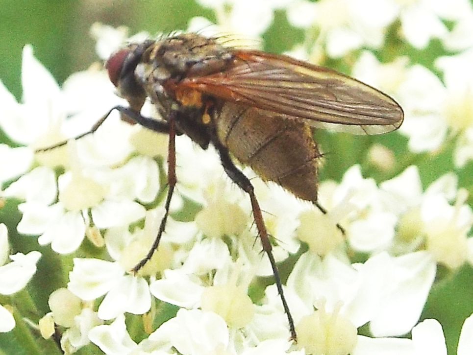 Hydrophoria lancifer (Anthomyiidae)