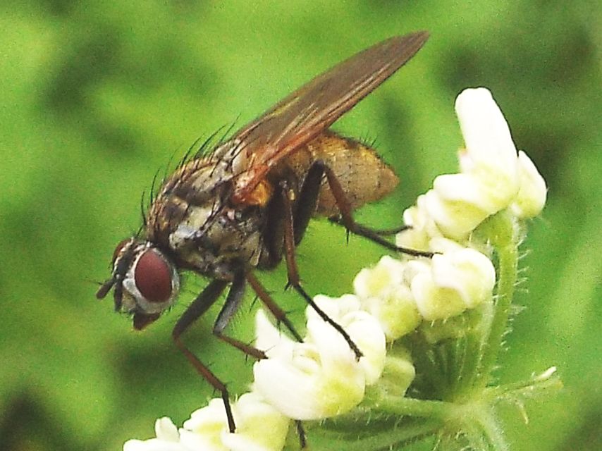 Hydrophoria lancifer (Anthomyiidae)