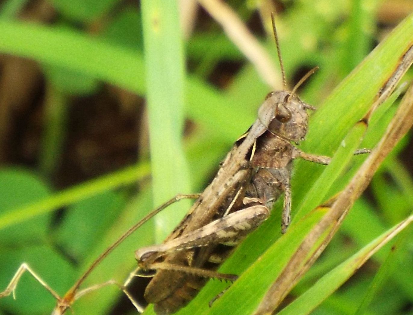 Acrididae: Chorthippus (Glyptobothrus) cfr. brunneus brunneus